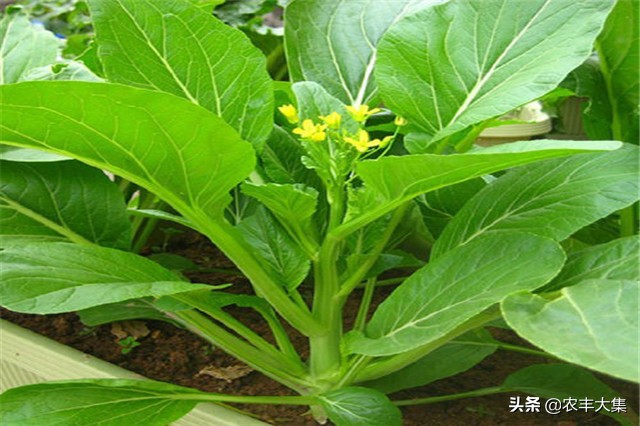 广西地区种哪种菜心比较高产,菜心高产栽培关键技术