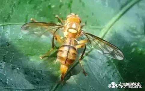 果实蝇危害柑橘的防治方法,果实蝇的危害到几月份