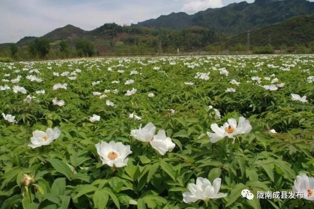 乡镇推动传统产业提档升级,推动优势产业发展壮大提质升级