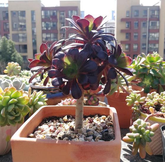 怎样把多肉黑法师养成老桩,多肉黑法师怕雨水淋吗