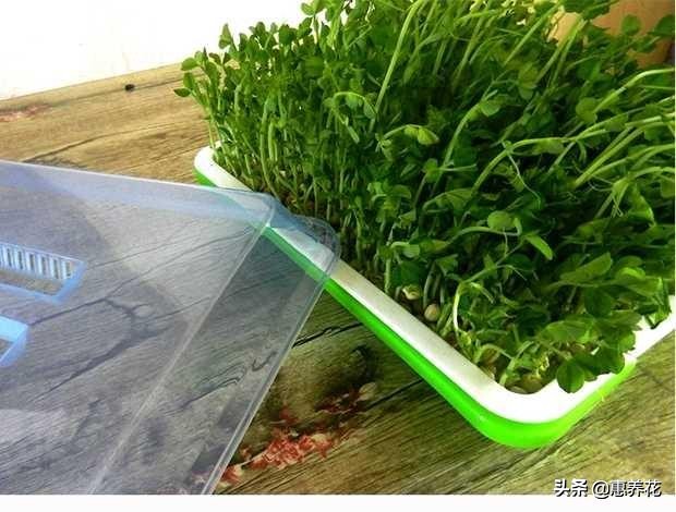 芽苗菜怎么做好吃又简单,芽苗菜如何种植水培