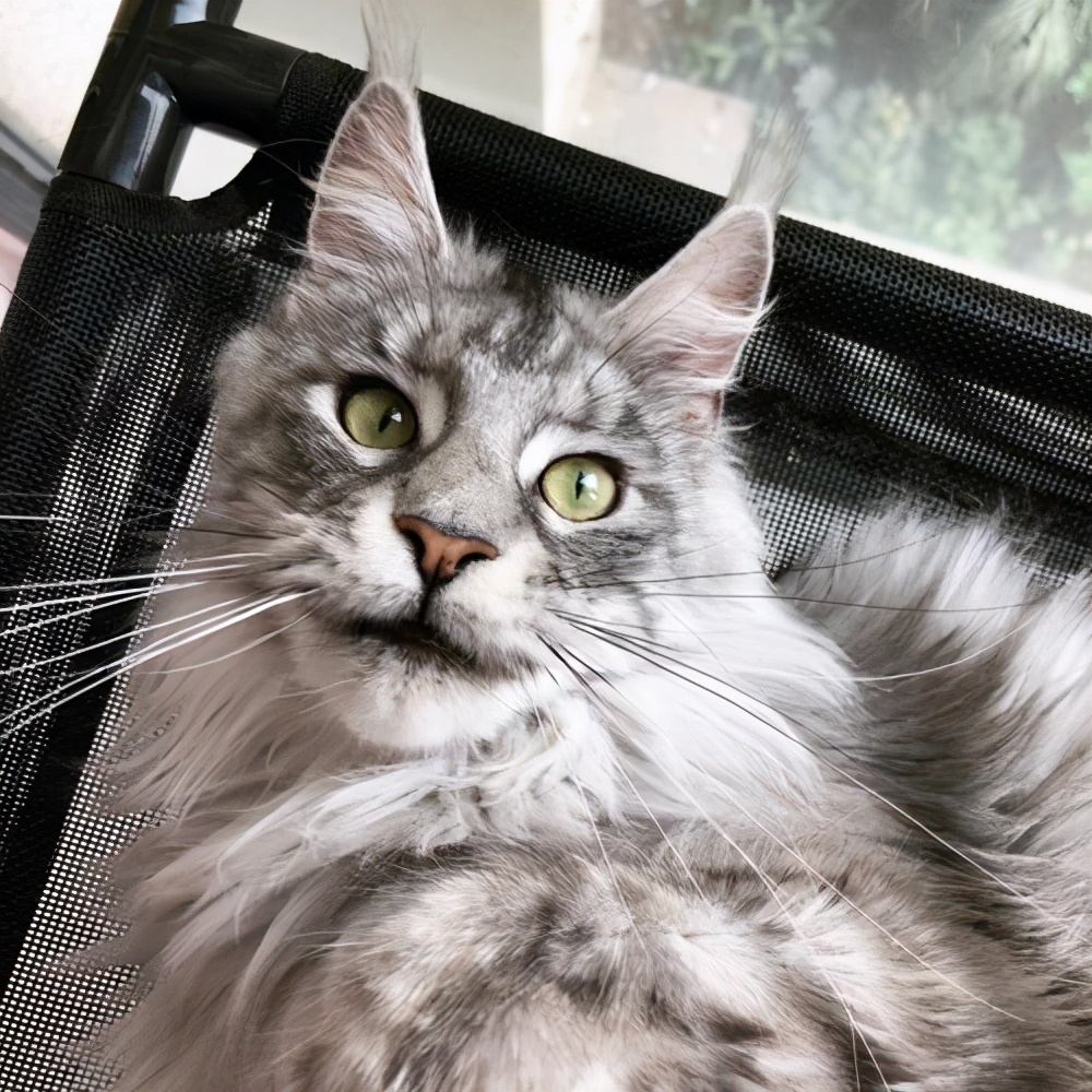 买猫容易踩的坑,买猫怕什么