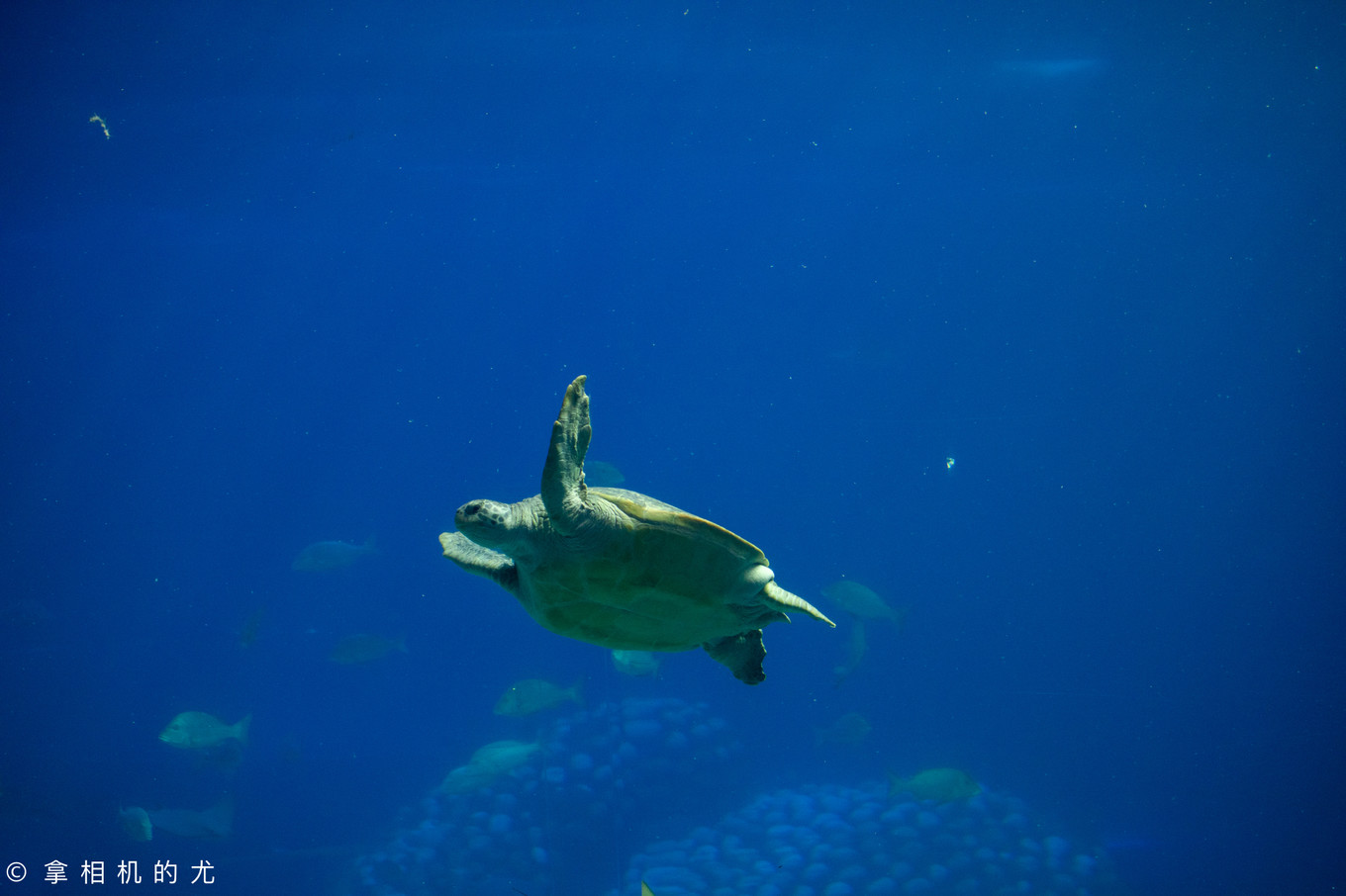 珠海横琴长隆海洋王国游玩全攻略,珠海长隆海洋王国跟香港海洋公园