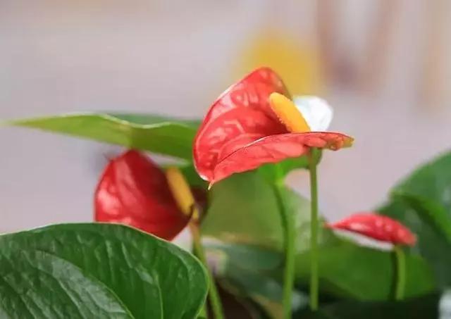 过年家里摆什么植物好,家里过年要摆几样水果