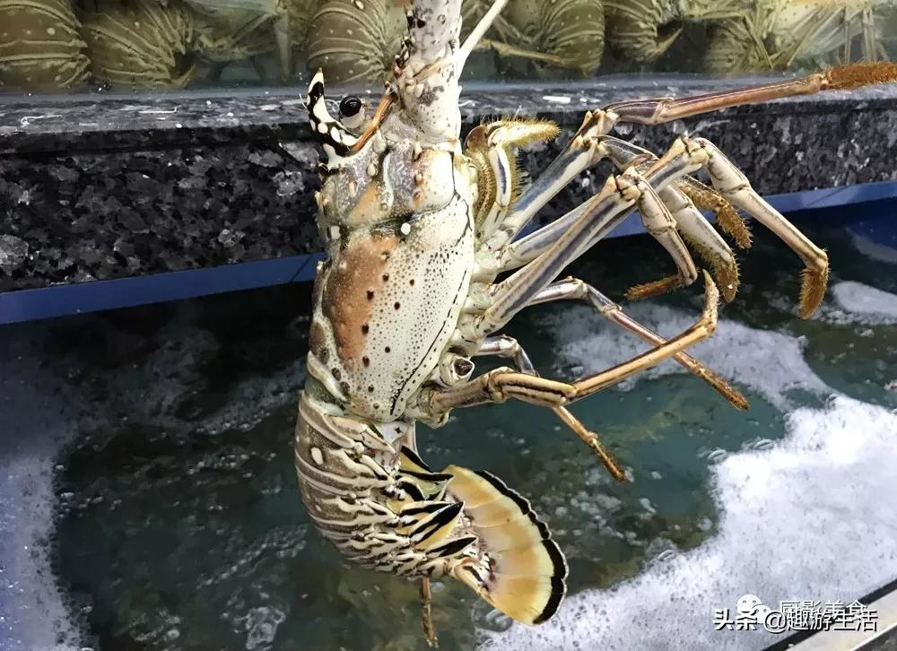 世界上的各种龙虾,世界上最大龙虾