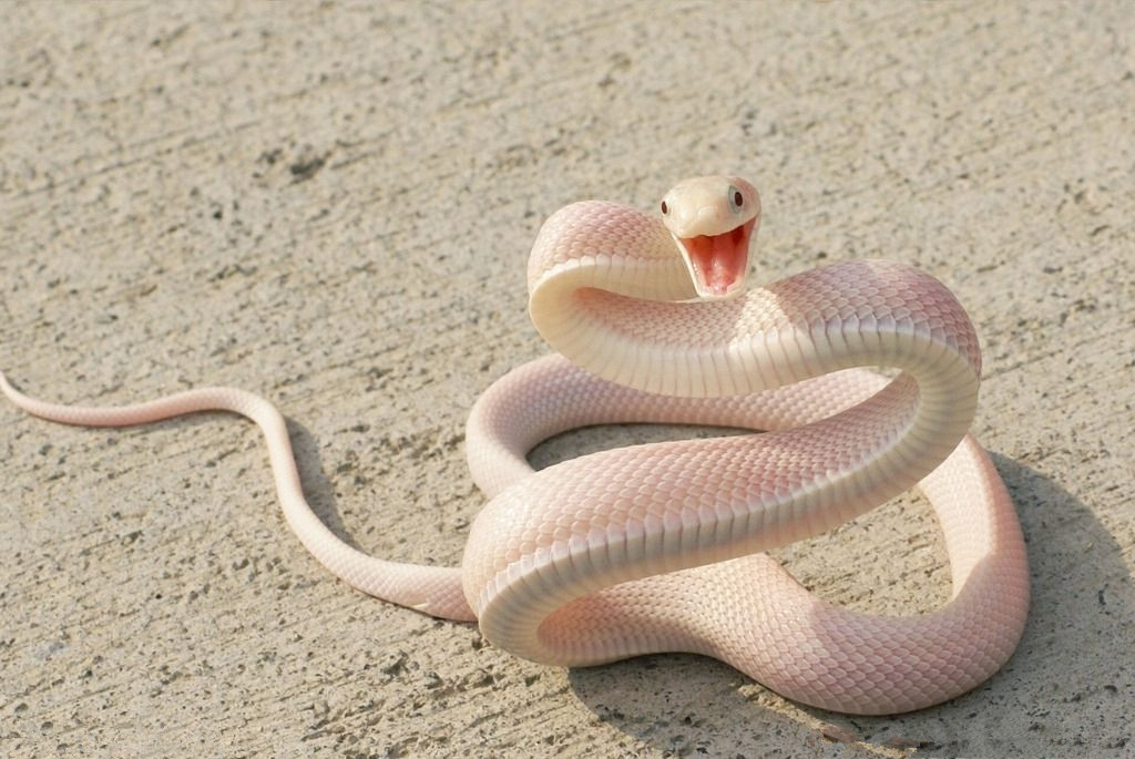 捕蛇奇人,湖南捕蛇奇人视频