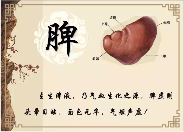 脾胃是后天之本怎么解释,脾胃虚弱与脾胃虚寒区别