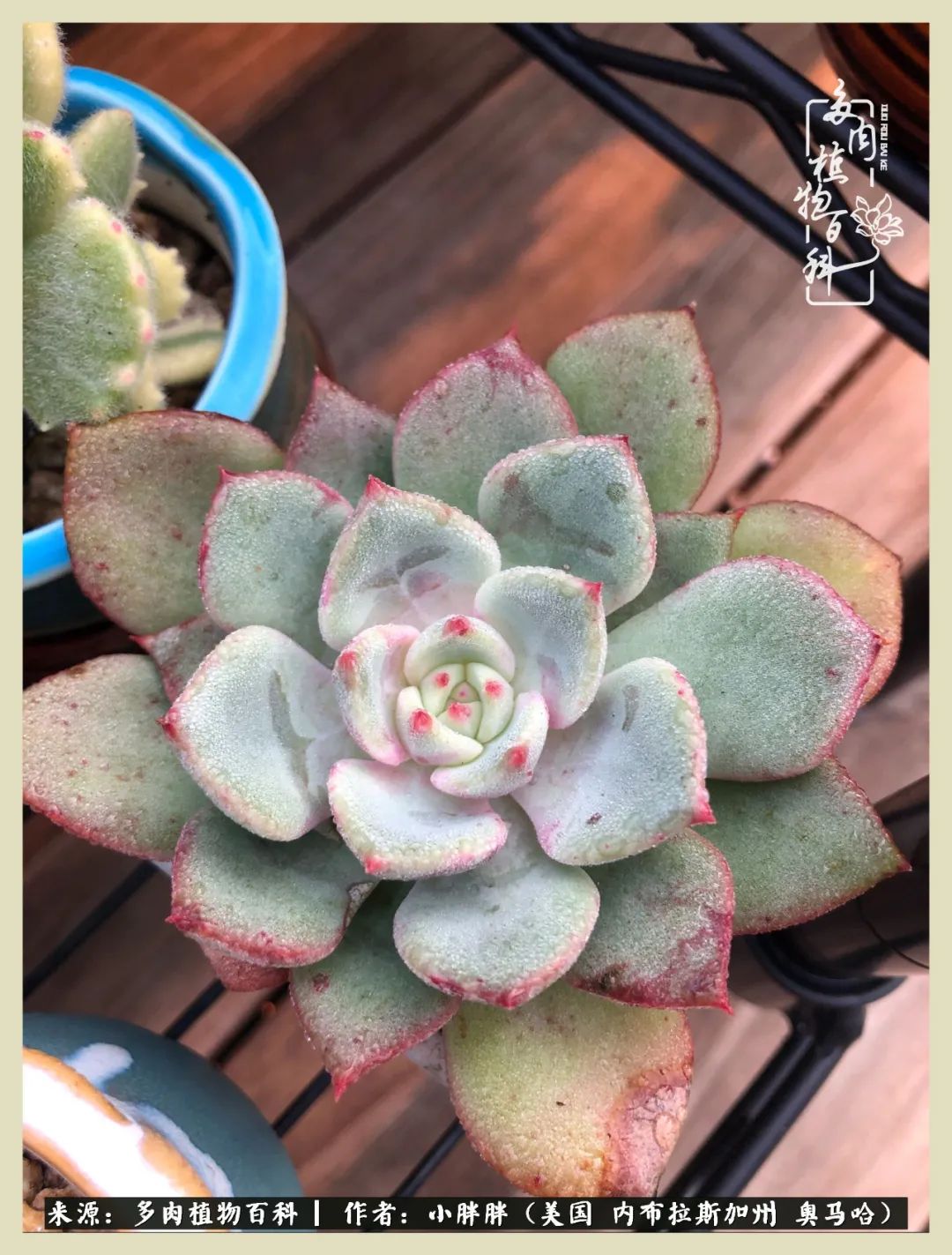 多肉小白入坑攻略,多肉小白2个月成功入坑