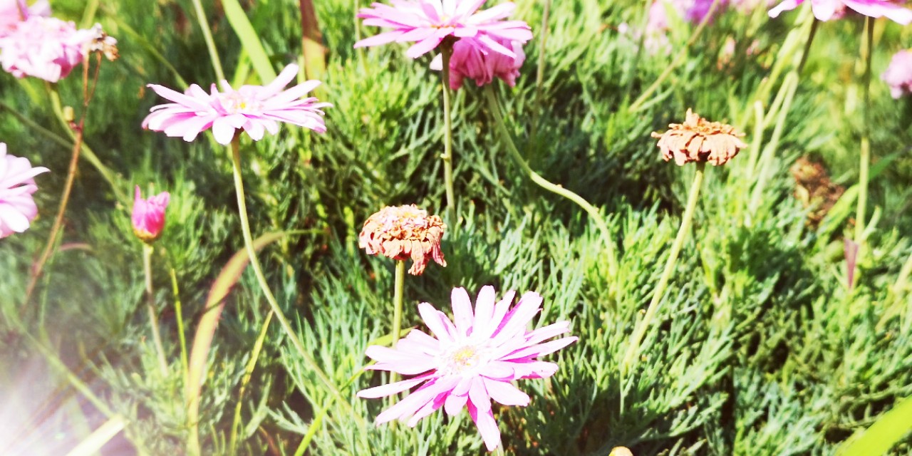 草的生命力极强说说,草的生命作文400字