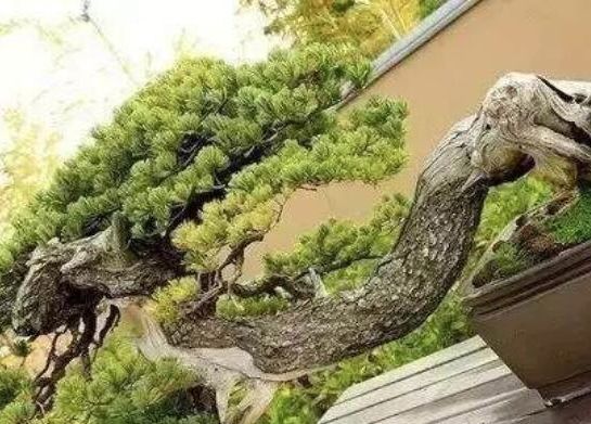 世界上最昂贵的花一朵价值1500万,世界上最高贵的花典雅图文