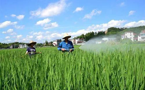 水稻肥过量补救方法,水稻施肥过量有药物解救