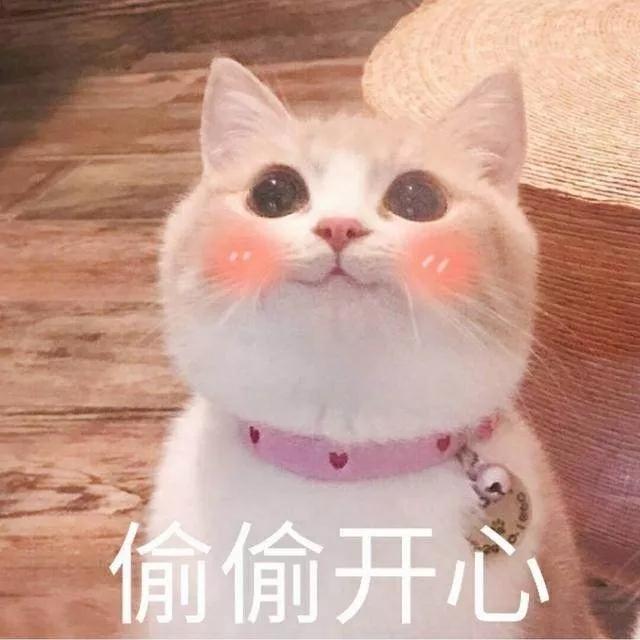 给我家猫新交了一个嘚瑟的朋友,我家猫送亲戚了准备再养一只猫