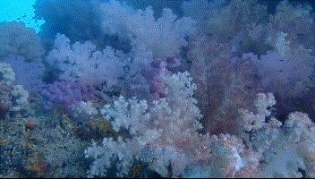 帕劳金色水母,帕劳水母旅行