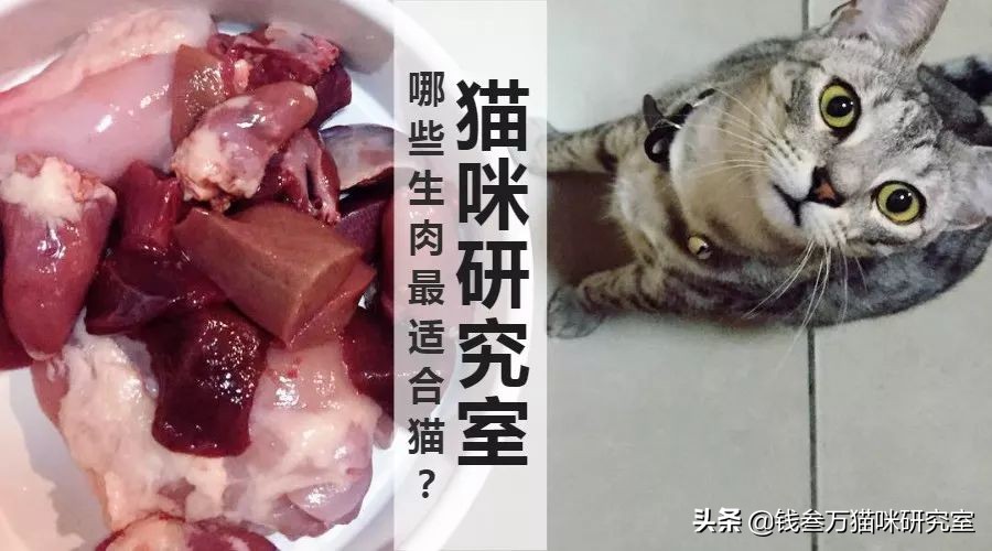 新手养猫适合吃猫粮还是生骨肉,猫粮鸡肉和鱼肉哪个对猫吸引一点
