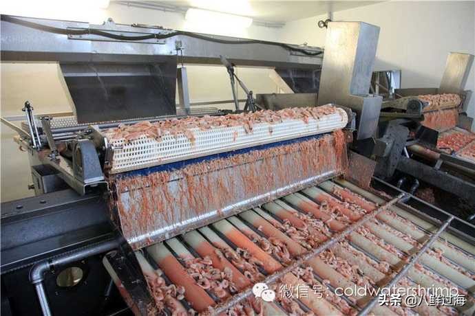 盐田生虾仁工厂,去壳北极甜虾工厂