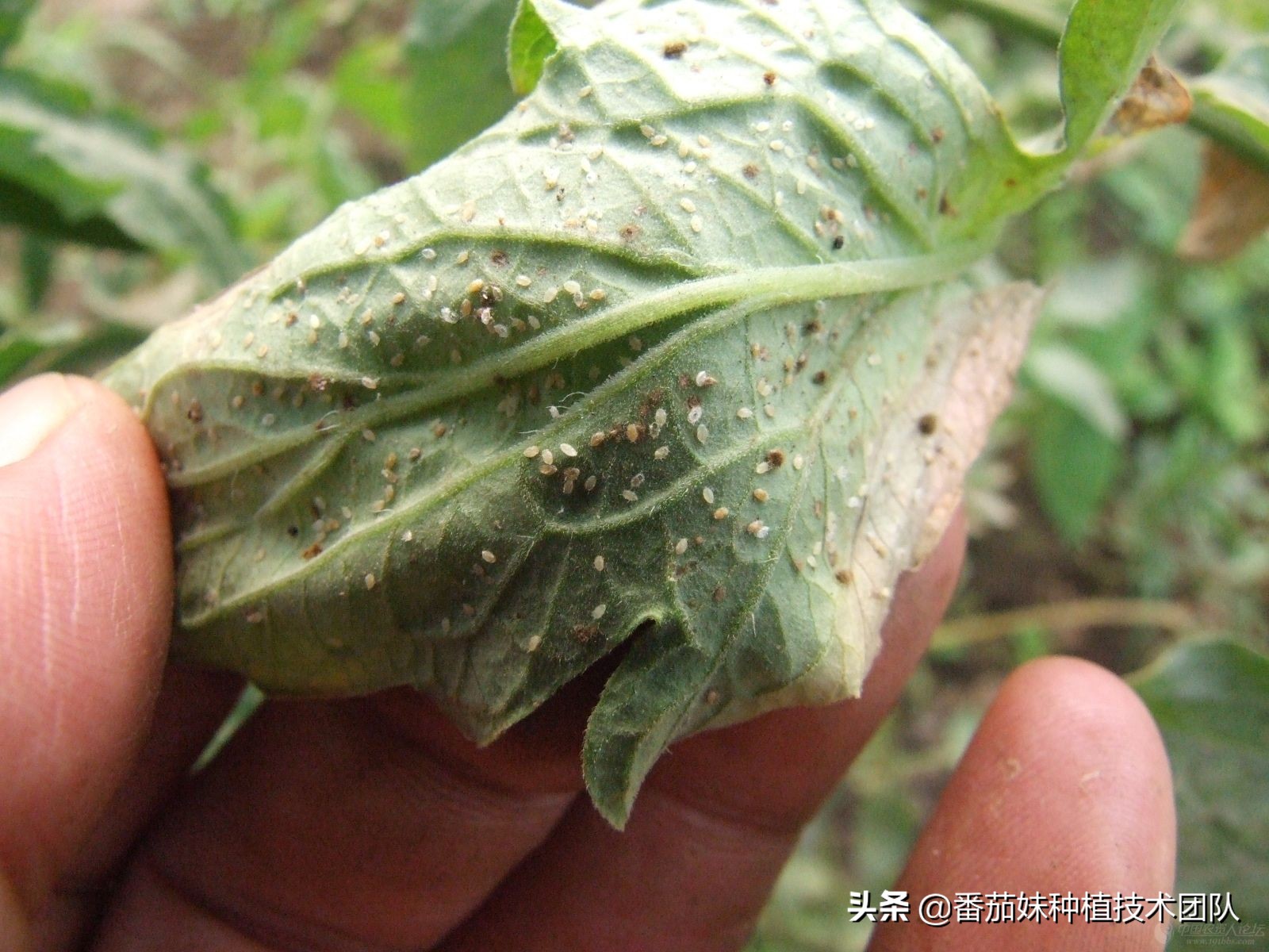 西红柿叶子上有黑色小飞虫怎么办,西红柿叶子上有小白蛾怎么办