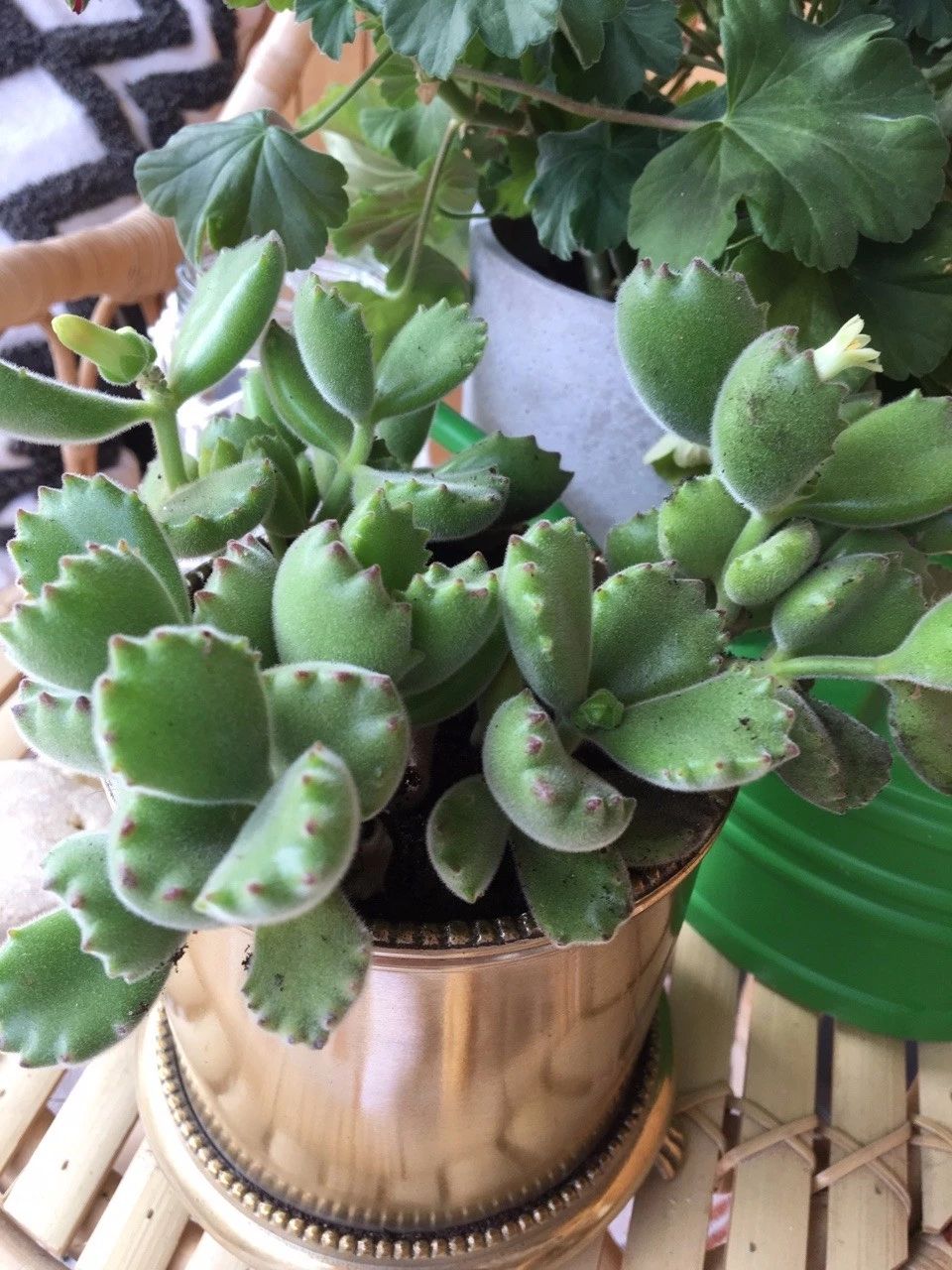 家里种什么植物好打理,看一下家里的植物怎么养