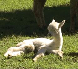 神兽羊驼吐口水,羊驼为什么吐口水表情包