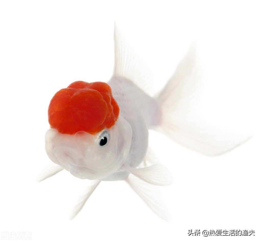 为什么买回来的金鱼活不了多久,为啥买回来的金鱼不生小鱼