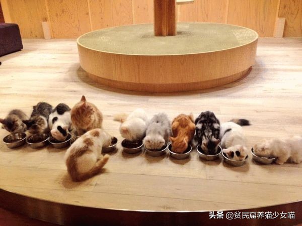 猫咪一般吃什么最好,喵星人喂食指南