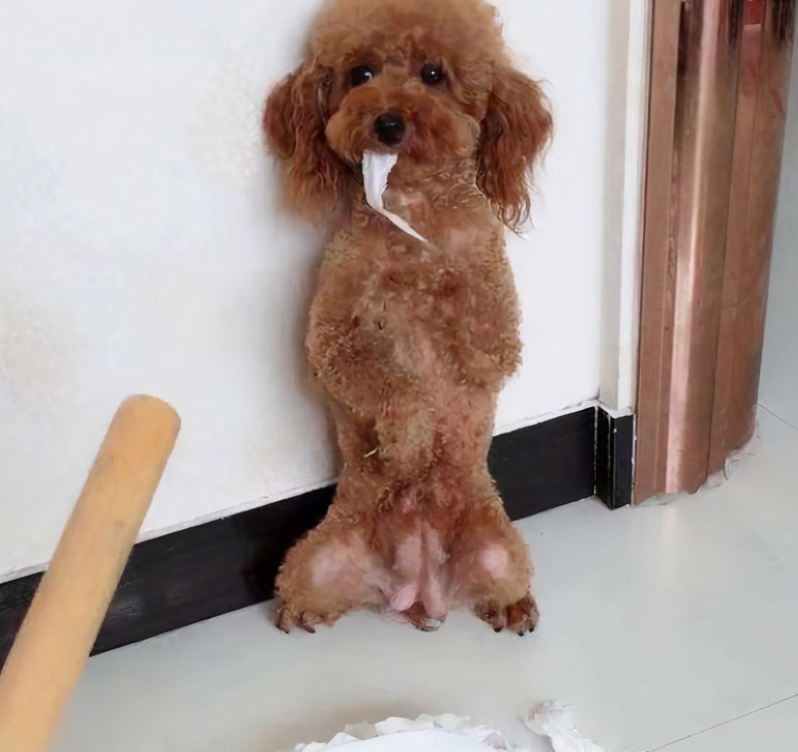 泰迪犬咬主人咋办,泰迪犬老是咬自己怎么回事