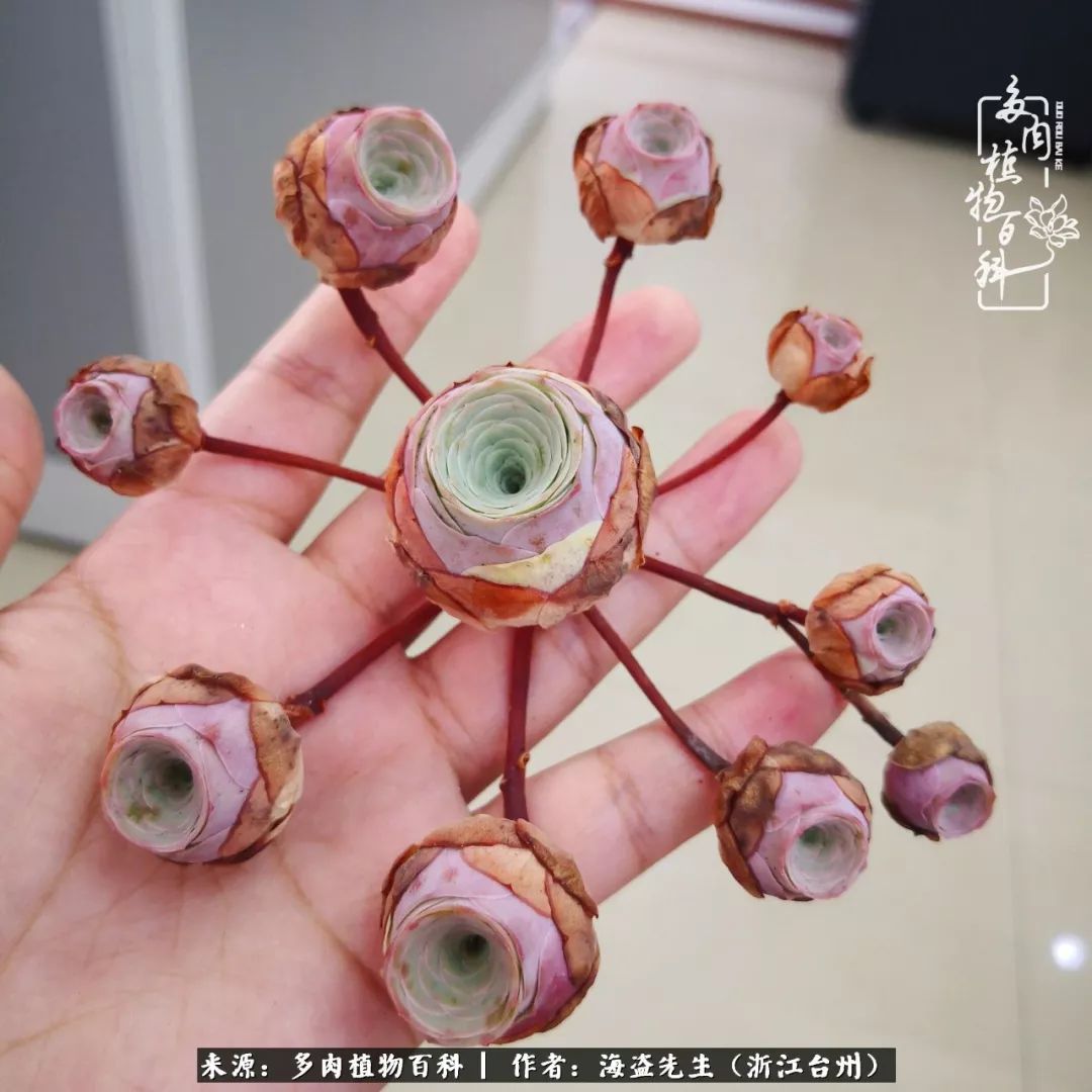 多肉玫瑰多少度休眠,多肉玫瑰唤醒教程