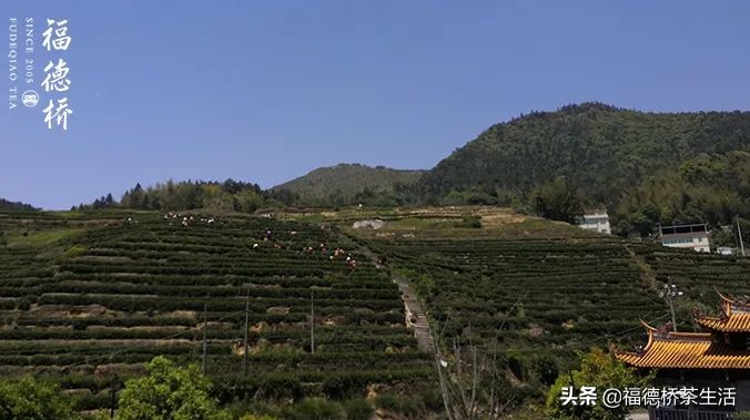 永春佛手春茶,永春佛手茶叶产区
