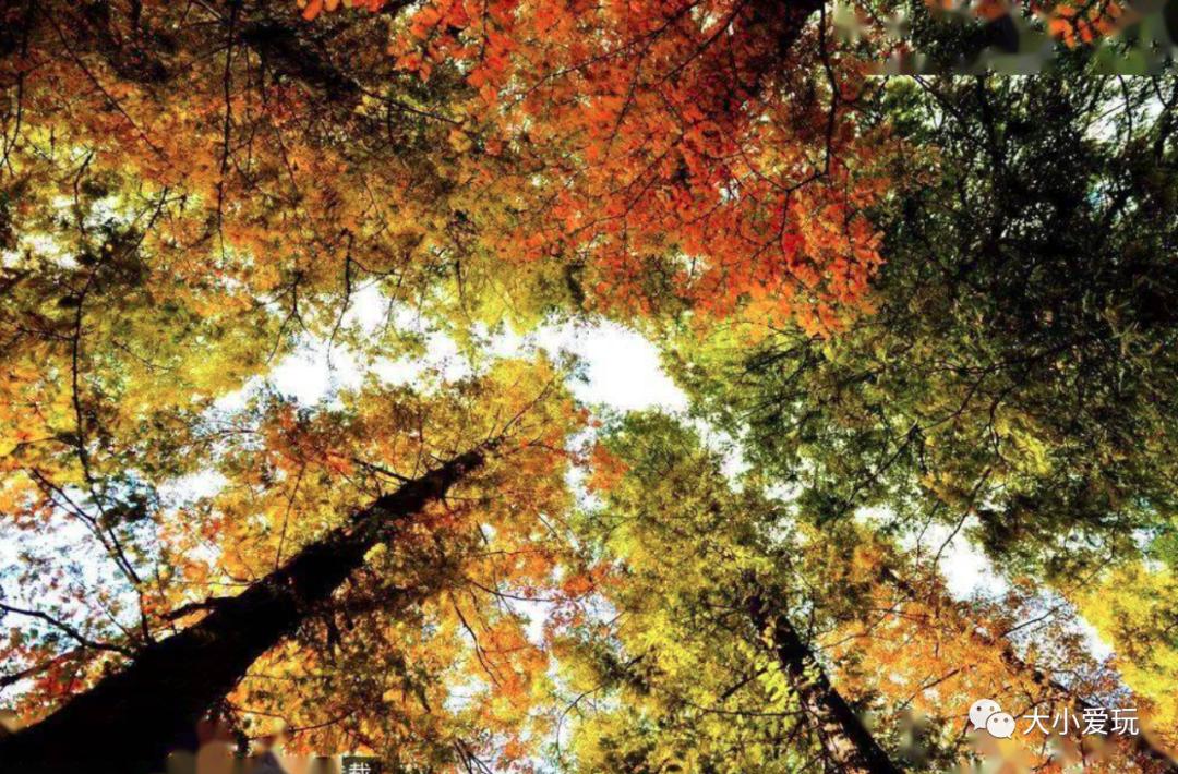 北京红螺寺银杏最佳观赏时间,北京赏银杏景区有哪些