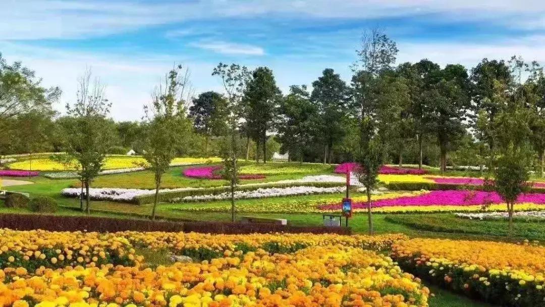 北京菊花花海,北京赏花好去处国际花港