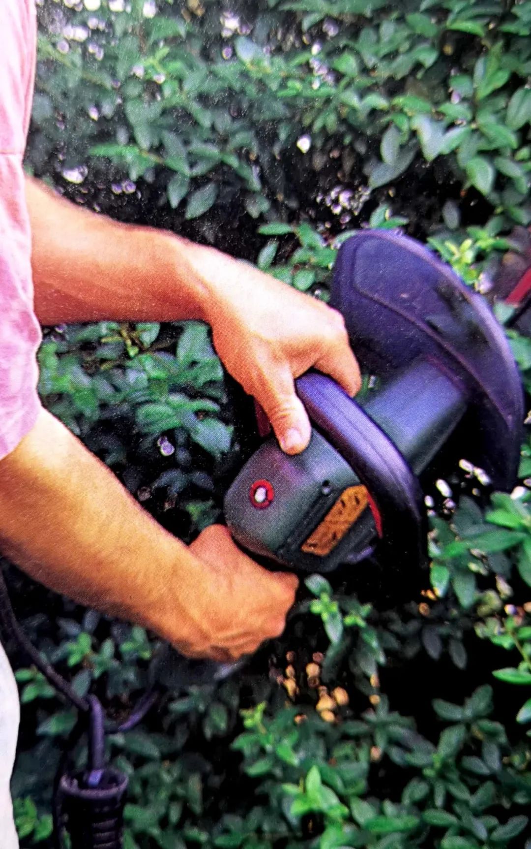 修剪的目的是什么,修剪是为了更好的生长