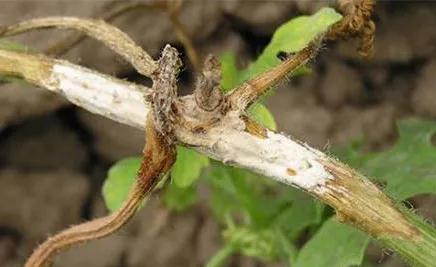 西瓜菌核病最有效的治疗方法,西瓜菌核病图片大全