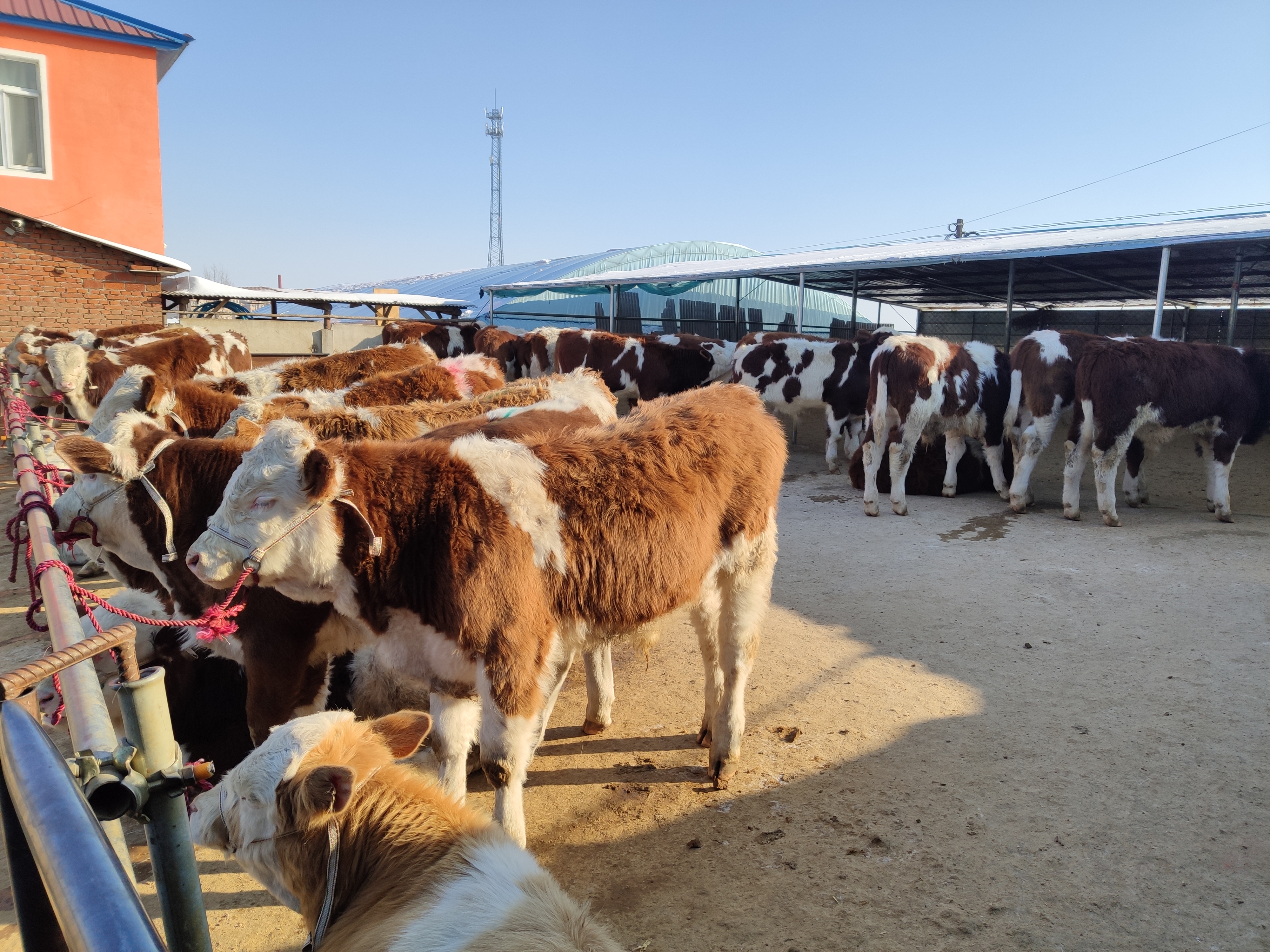 养牛形势怎样,养牛的趋势近几年会好吗