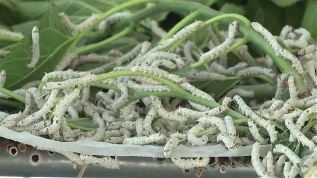 养蚕什么品种的蚕最好,蚕怎样才能增加产丝量