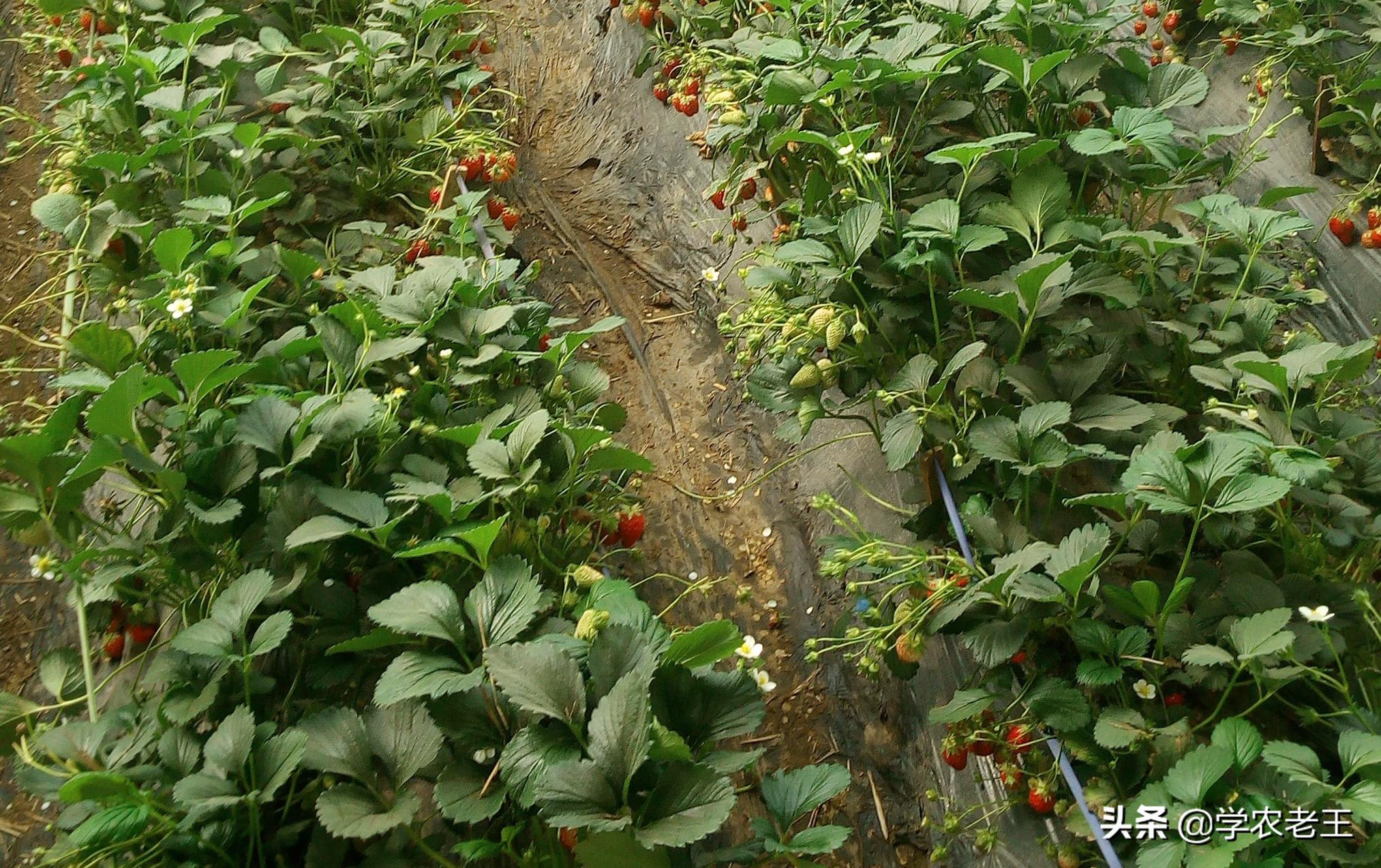 7月草莓苗用什么控旺好,草莓苗用亚硫酸钾控旺怎么用量