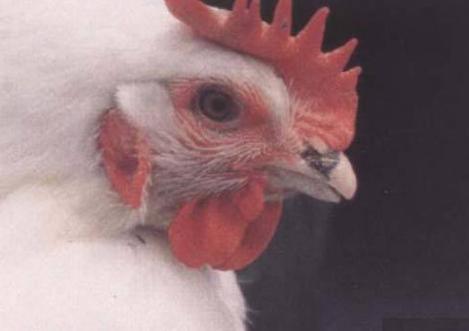 鸡支原体感染眼睛起泡沫怎么办,鸡眼睛支原体感染怎么治