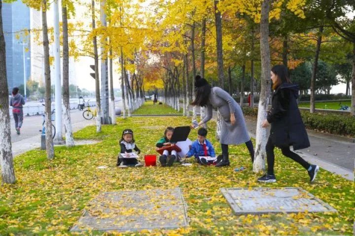 温州银杏哪里最美,温州秋冬的银杏树确实美