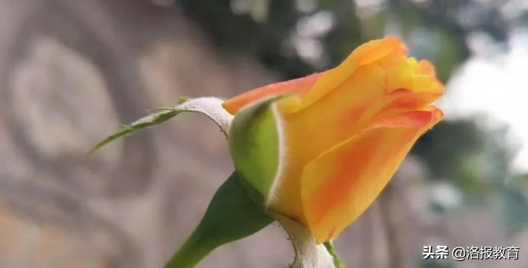 中考常用四字成语,中考必背成语大全