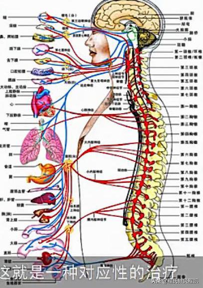 程凯养生说:内脏有病,找找脊柱痛点