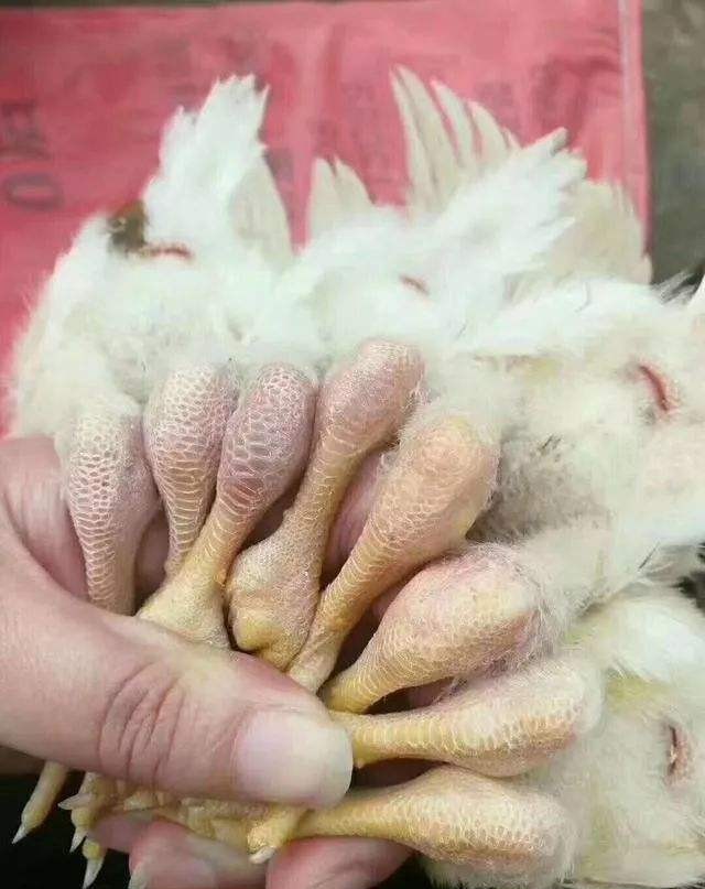 滑膜炎疾病科普知识,滑膜炎的危害