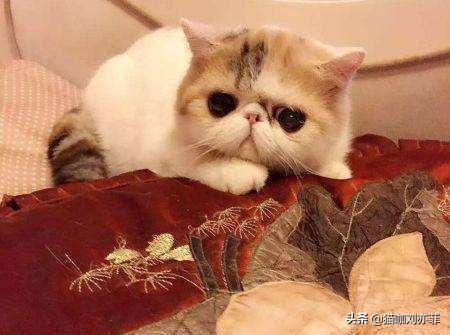 怎么养加菲猫才干净卫生,如何养好一只加菲猫