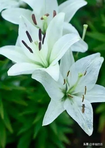 6月到了，送你6花6蝶6鸟6景6曲6诗，这月顺顺利利。