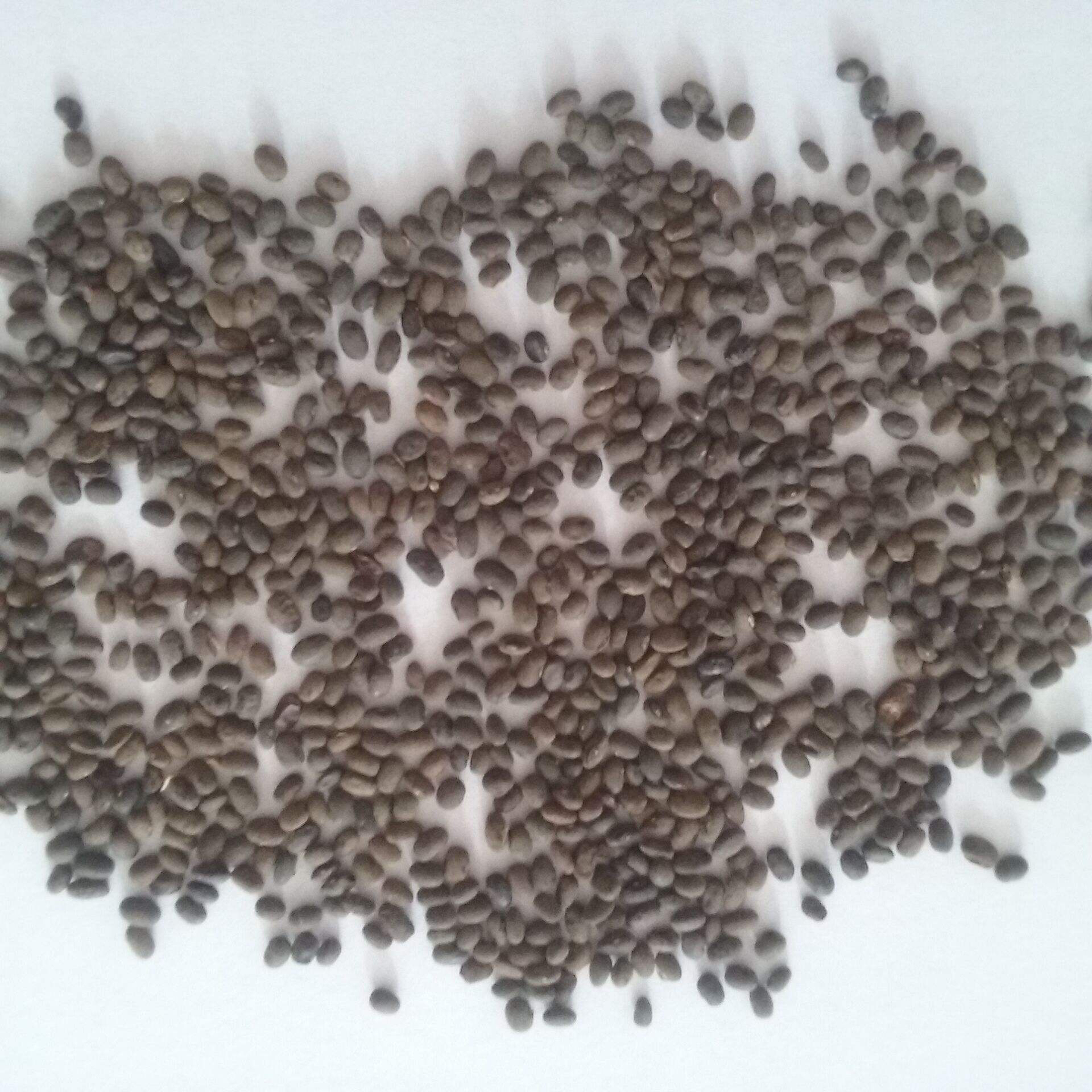 中药马料豆图片,野料豆图片