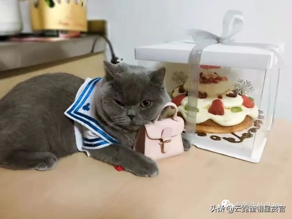 好看又大的宠物包,超好看的宠物包