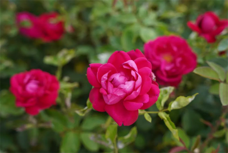 玫瑰花杆上长白斑,玫瑰花杆处理