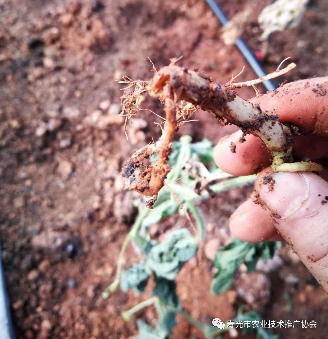 西瓜炭疽病和果腐病怎样识别,西瓜茎基腐病专用药