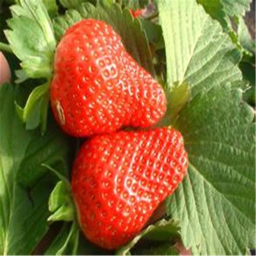 草莓界的白富美,草莓界里的白富美