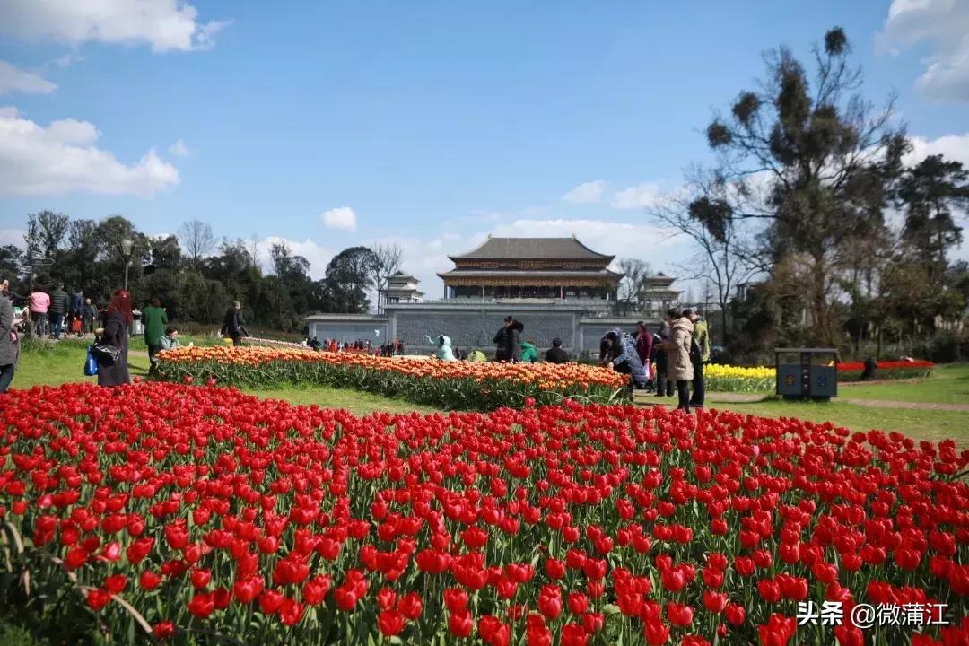 石象湖风景区郁金香开了吗,成都石象湖的郁金香什么时候开