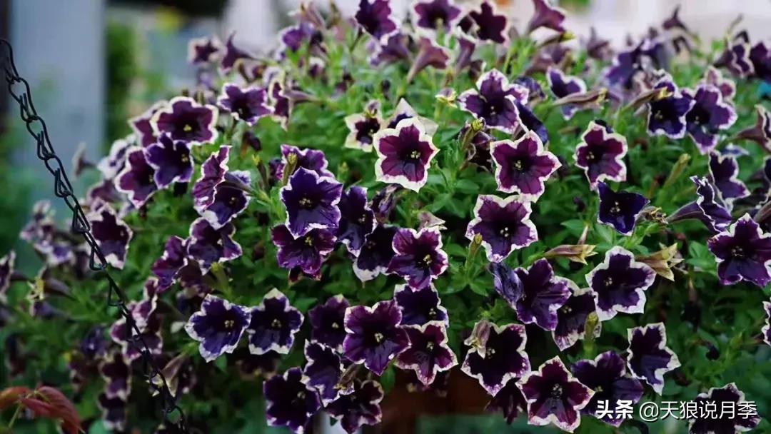 露台打造花海,她用10年改造庭院