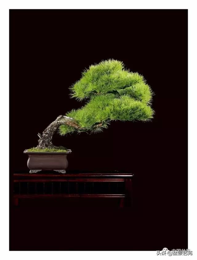 玩盆景必备栽种知识,观赏盆景的意境