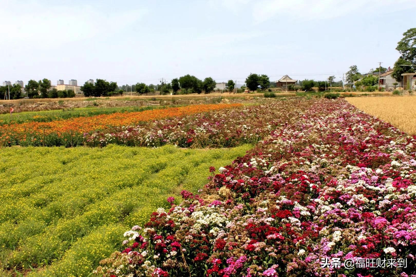 6月5号芒种,2018年6月6日芒种